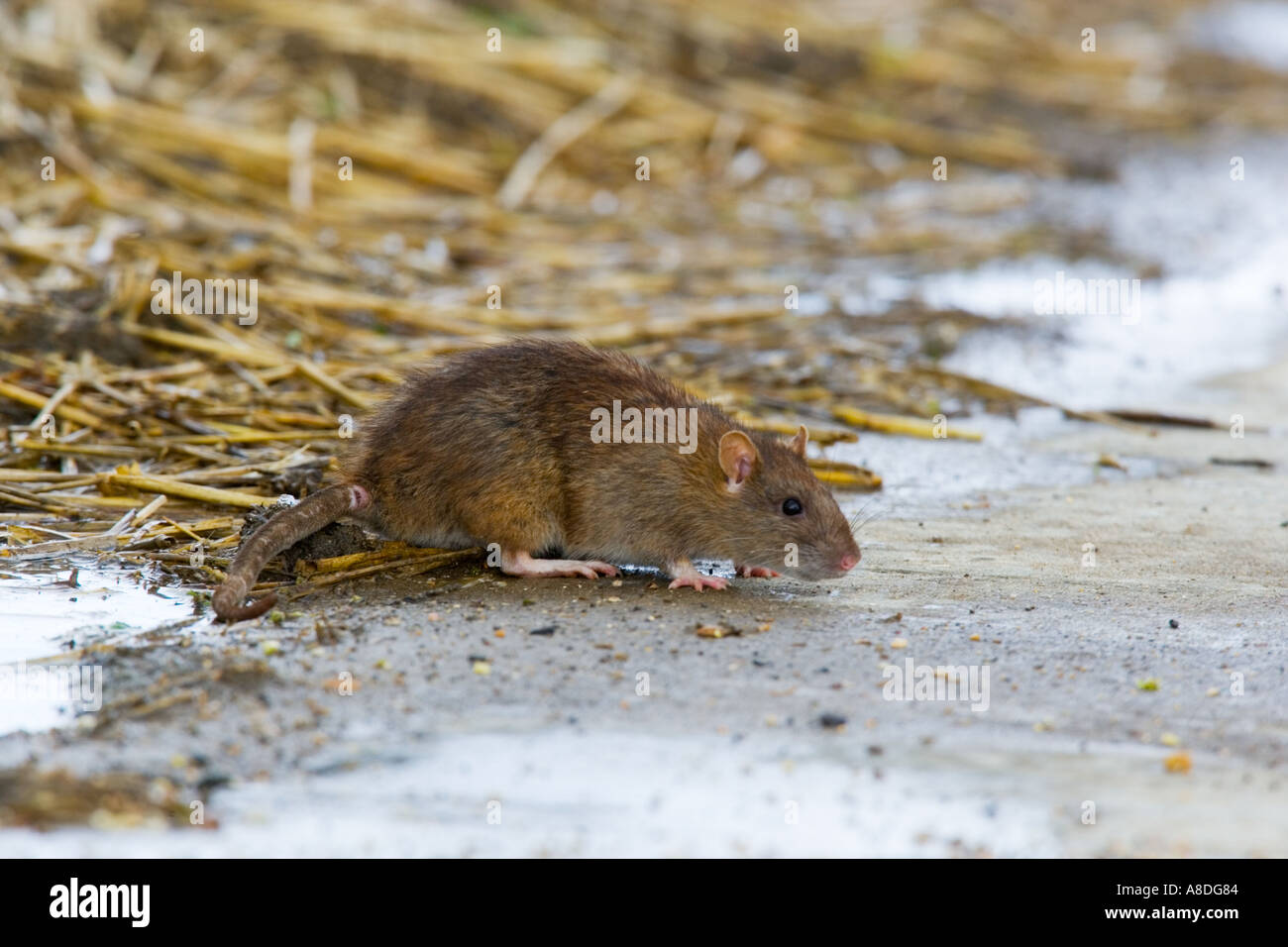 Braune Ratte Rattus Norvegicus Nahrungssuche auf Seite des Hatstack Ashwell hertfordshire Stockfoto
