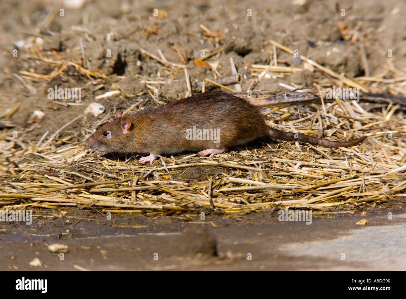 Braune Ratte Rattus Norvegicus auf der Suche nach Nahrung um Stroh Stapeln Ashwell hertfordshire Stockfoto