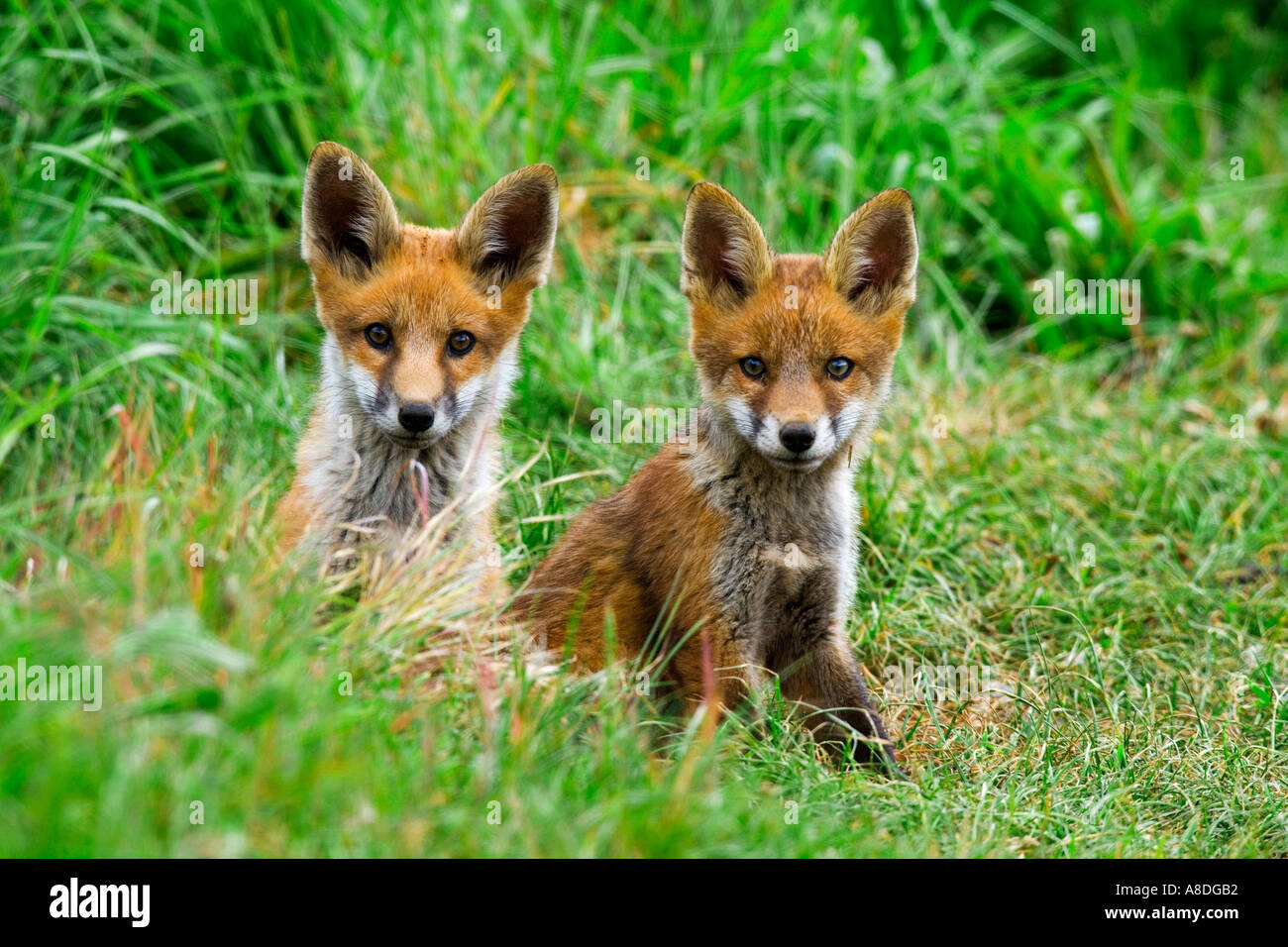 Zwei Rotfuchs Vulpes Vulpes Cubs am Eingang der Erde suchen Warnung mit Ohren oben Potton bedfordshire Stockfoto