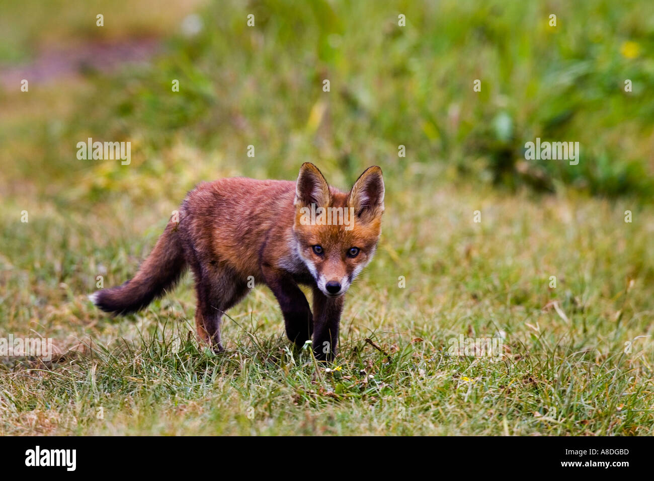 Rotfuchs Vulpes Vulpes Cub zu Fuß über Grass aussehende aufmerksam verfolgen Stockfoto