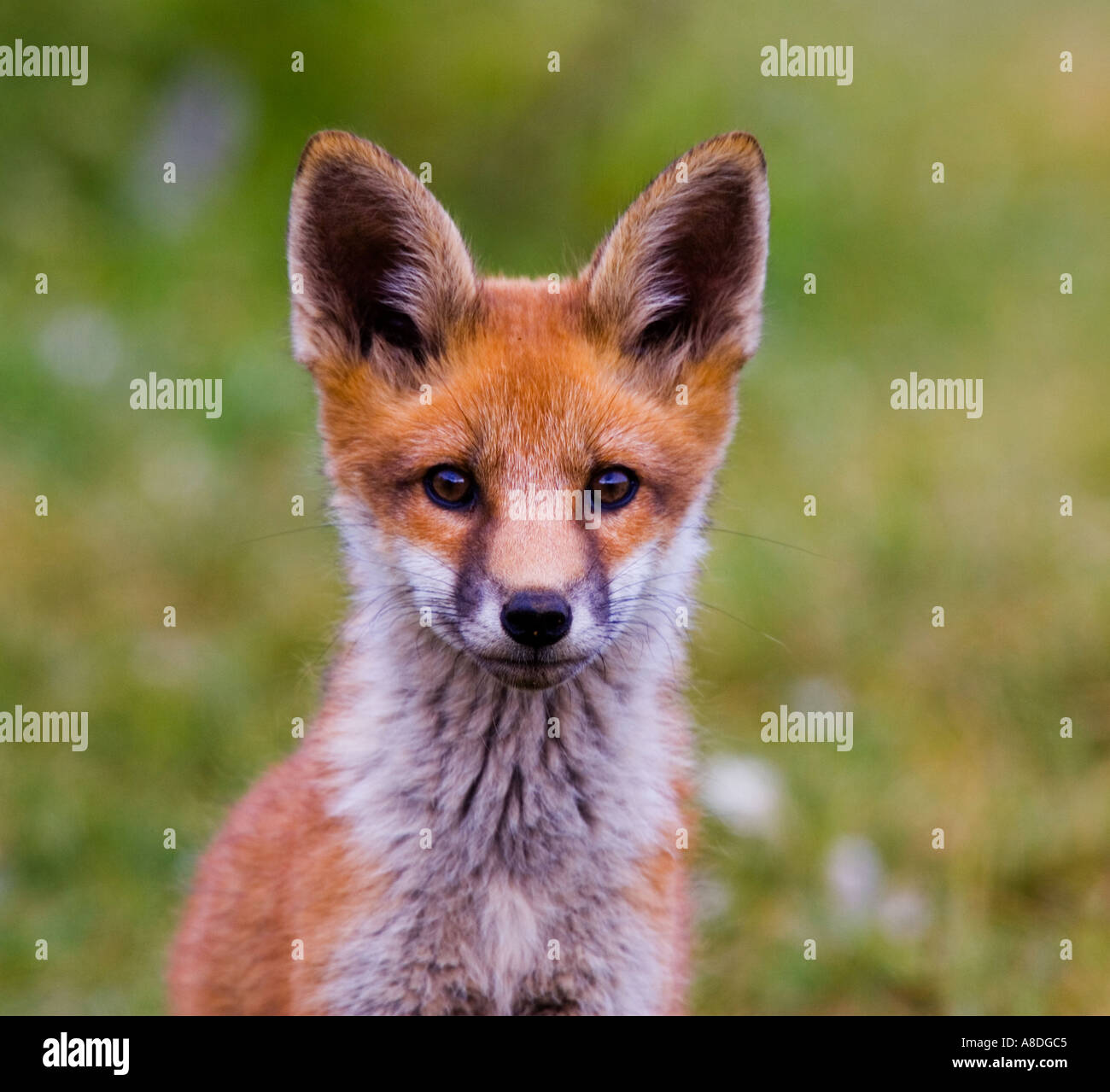 Fuchs ohren -Fotos und -Bildmaterial in hoher Auflösung – Alamy