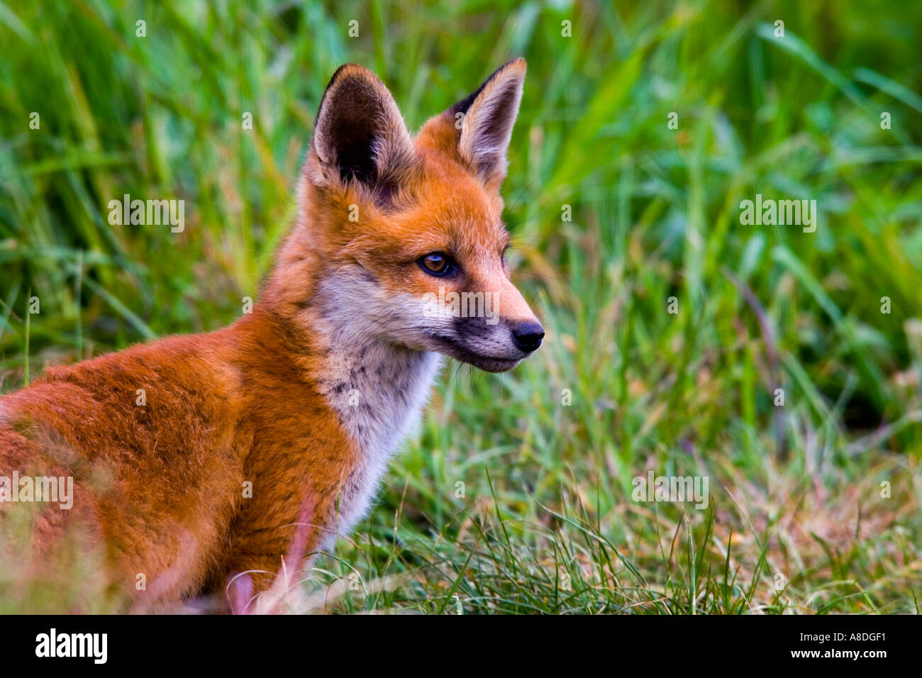 Rotfuchs Vulpes Vulpes Cub aussehende Warnung mit Ohren oben Potton bedfordshire Stockfoto