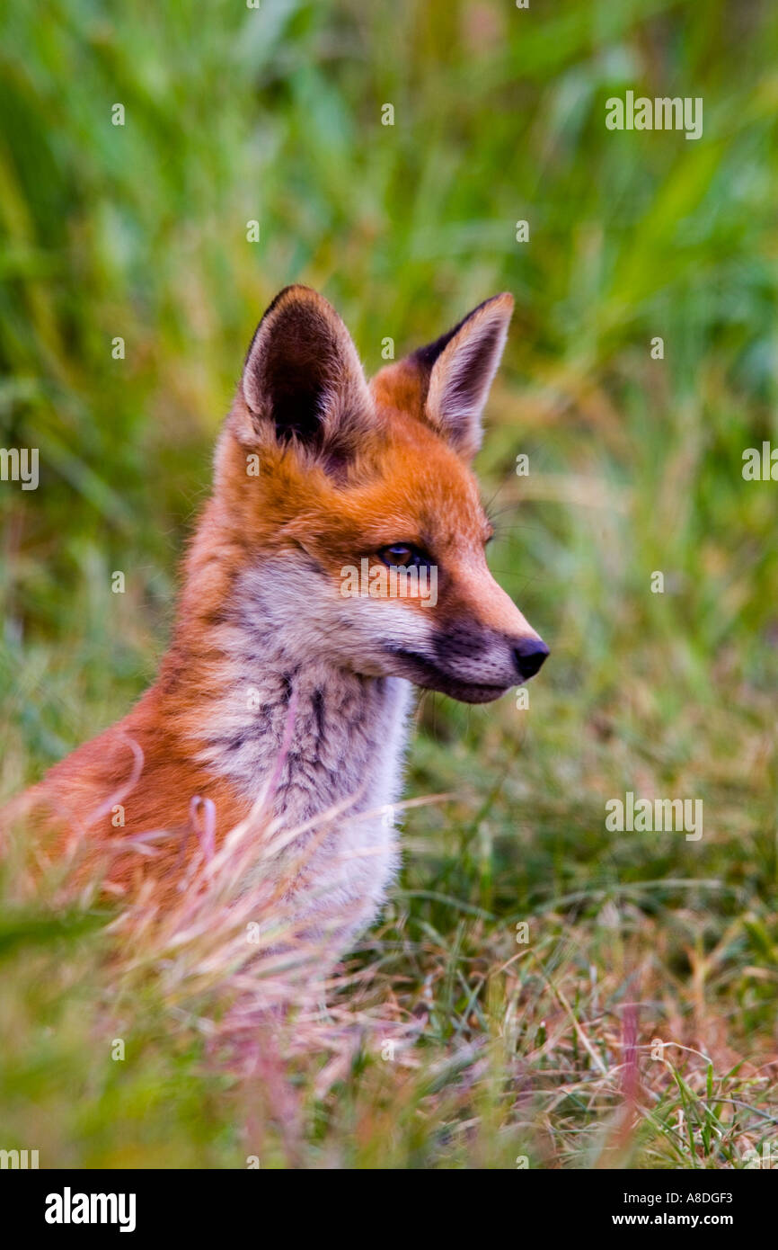 Rotfuchs Vulpes Vulpes Cub am Eingang der Erde mit Ohren auf der Suche nach Alarm Potton bedfordshire Stockfoto