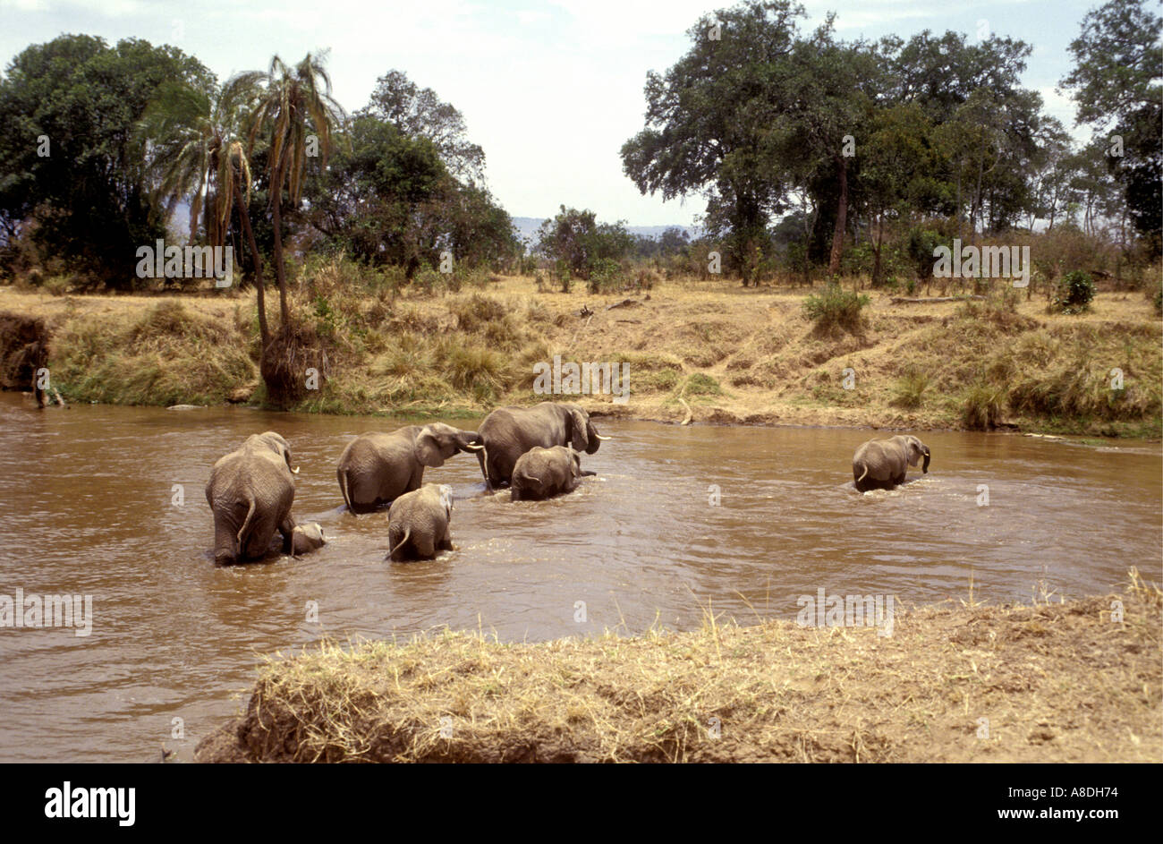 Elefanten waten den Mara River in die Masai Mara National Reserve Kenia in Ostafrika Stockfoto