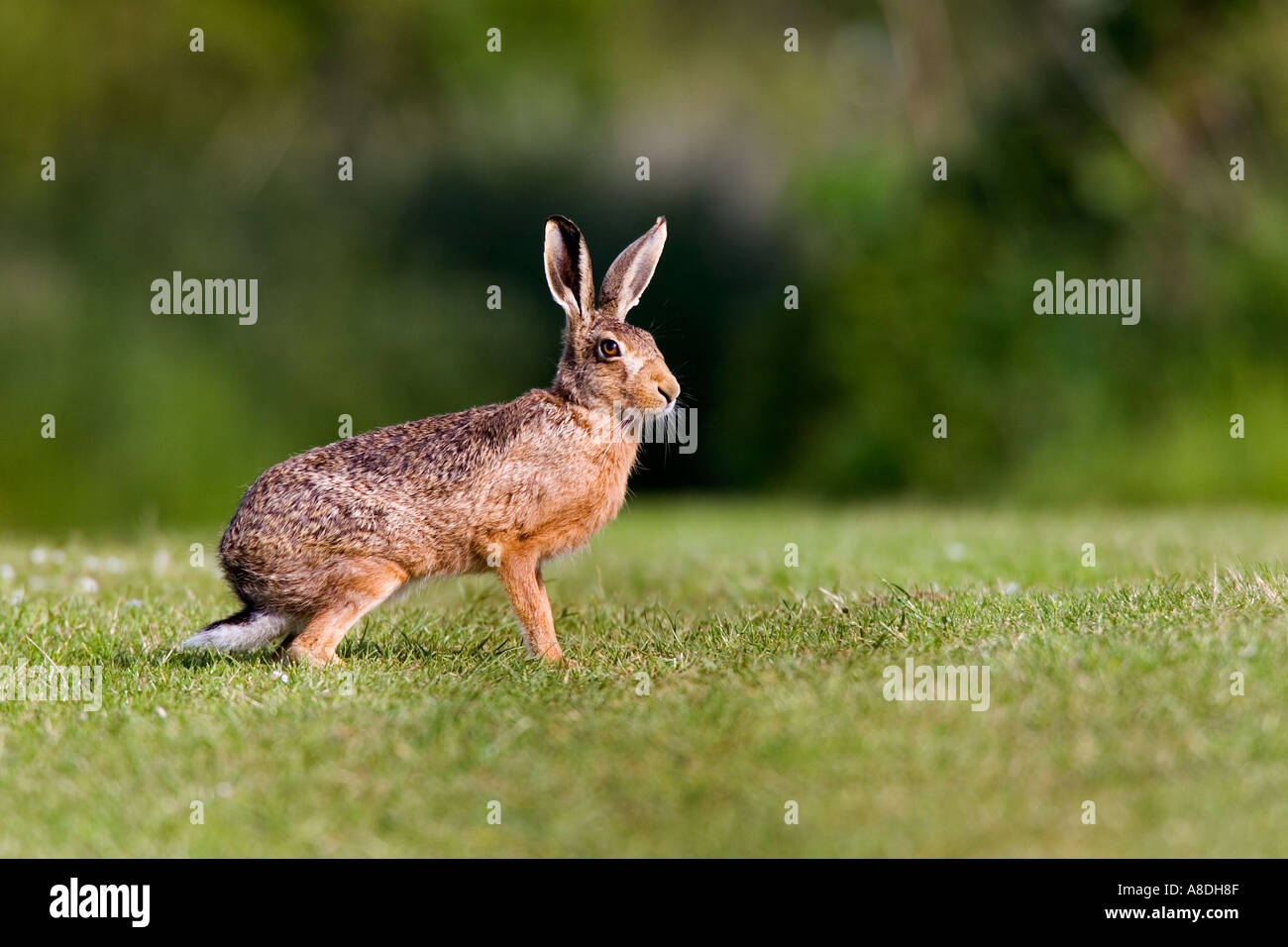 Brauner Hase Lepus Europaeus stehen auf dem Rasen verfolgen mit Ohren auf der Suche nach Alarm mit aus Fokus Hintergrund Potton Bedfordshire Stockfoto