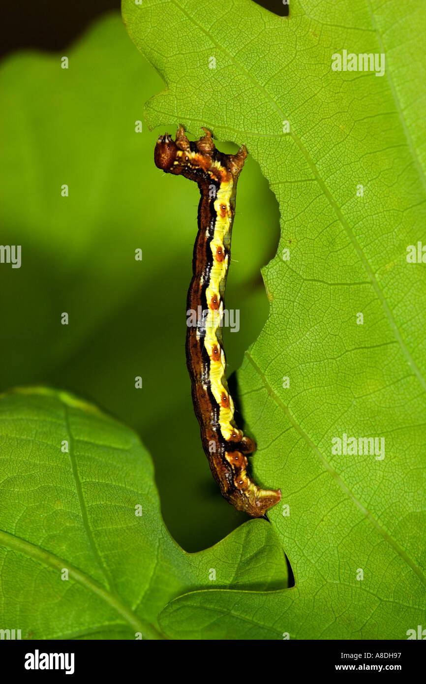 Fleckige Umbra Moth Erannis Defoliaria Larven ernähren sich von Eiche Potton Bedfordshire Stockfoto