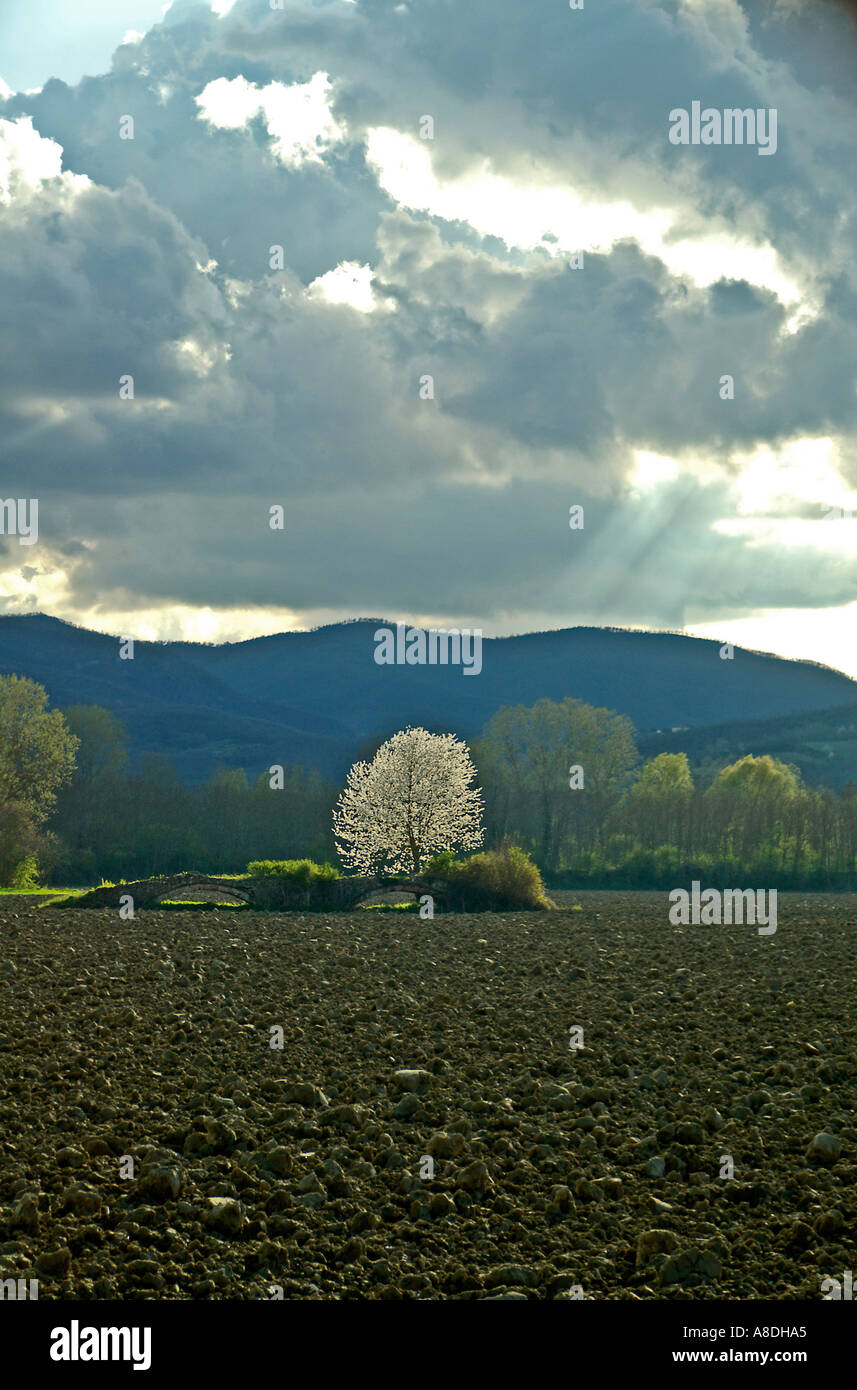 Eine spektakuläre Blüte Baum Fänge Abendlicht neben einer alten römischen Brücke in der Mitte ein brachliegendes Feld Stockfoto