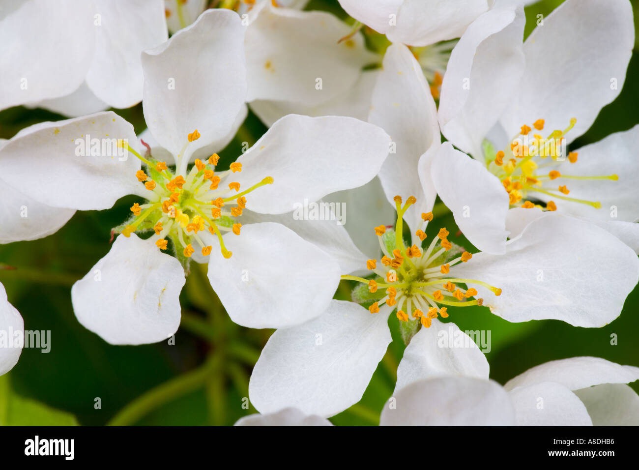 Weiße Blume Nahaufnahme zeigt Detail Blume Teile Potton bedfordshire Stockfoto