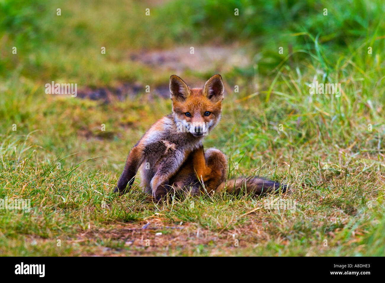 Rotfuchs Vulpes Vulpes Cub sitzen haben einen Kratzer und alert Potton Bedfordshire suchen Stockfoto
