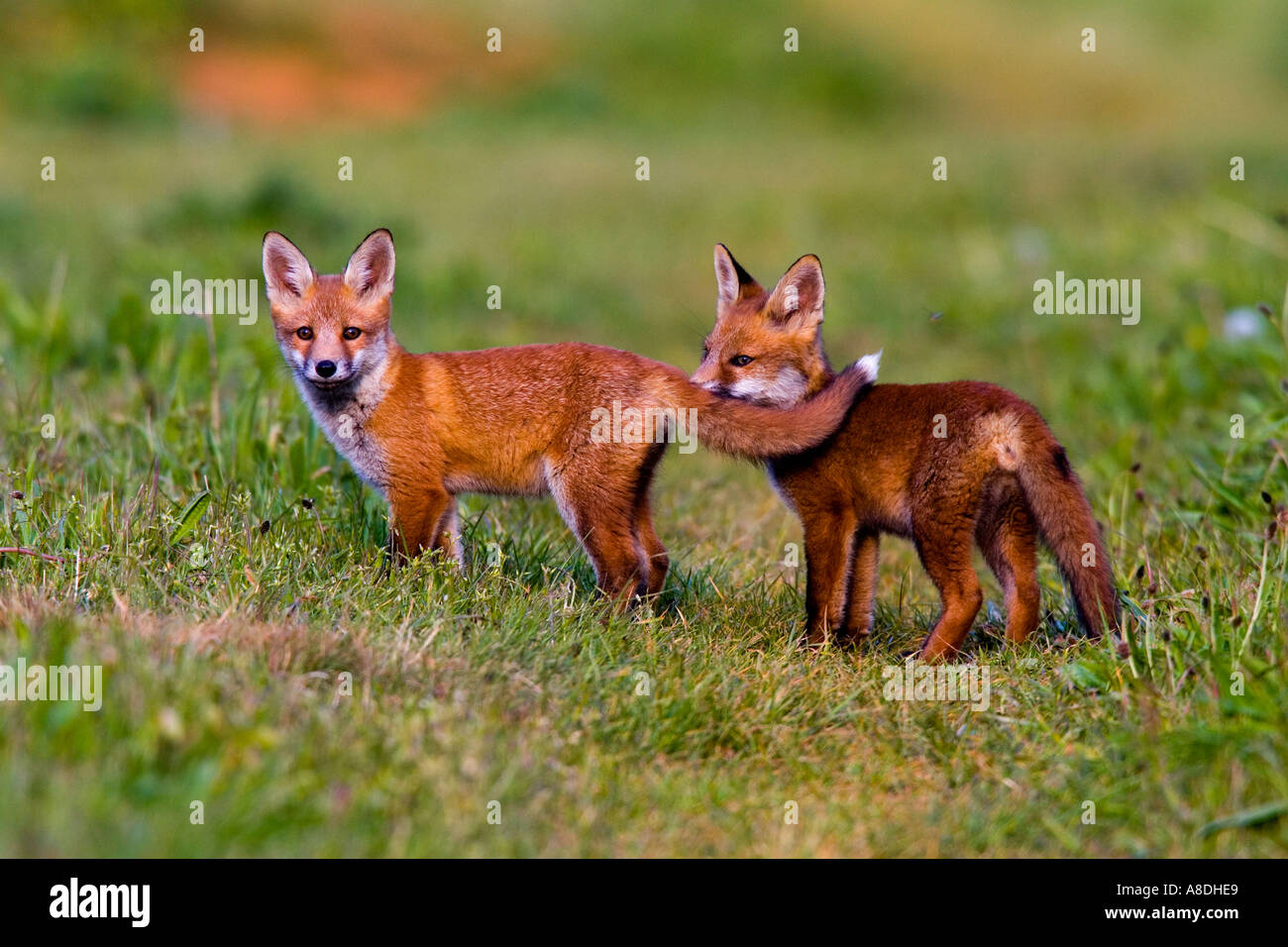 TwoRed Fuchs Vulpes Vulpes Cubs auf Bauernhof spielen verfolgen Potton bedfordshire Stockfoto