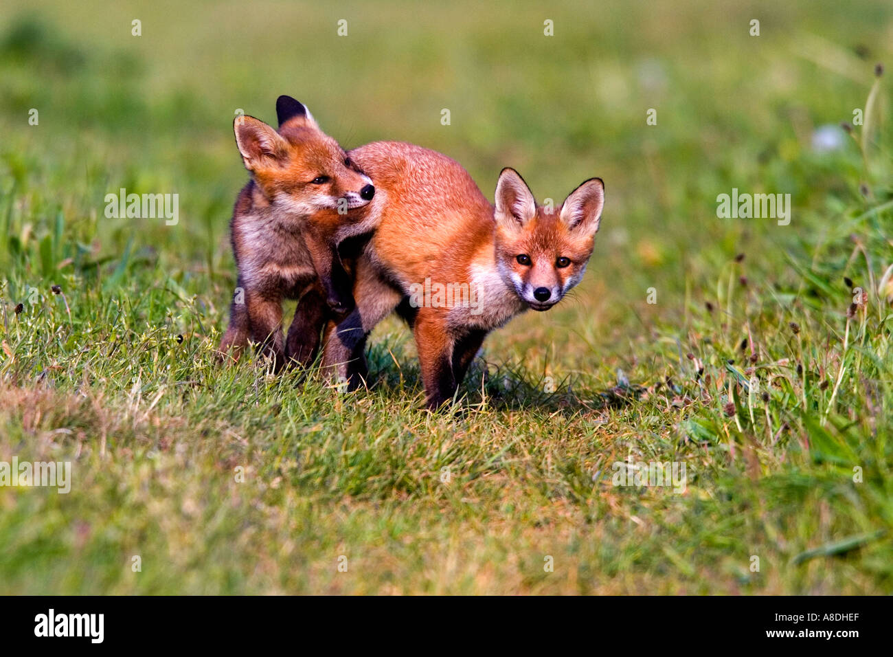 TwoRed Fuchs Vulpes Vulpes Cubs auf Bauernhof spielen verfolgen Potton bedfordshire Stockfoto