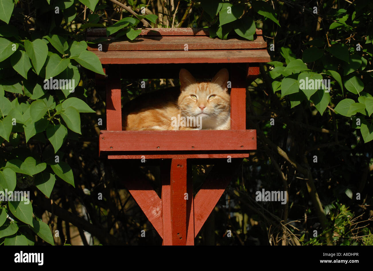 EINE BRITISCHE INLÄNDISCHE INGWER KATZE SITZT IN EINEM GARTEN VOGEL TABLE.UK Stockfoto