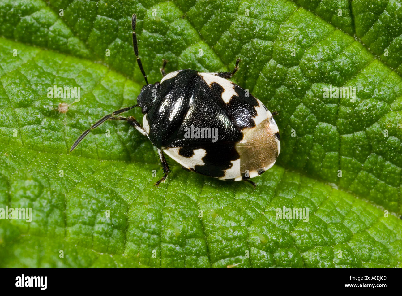 Trauerschnäpper Shieldbug Sehirus bicolor Linnaeus auf Blatt zeigen Markierungen Potton bedfordshire Stockfoto