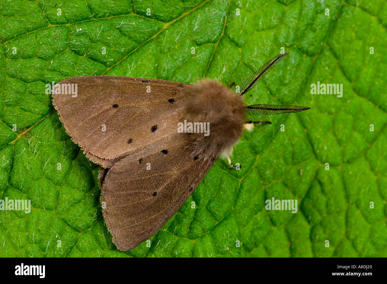 Musselin Moth (Diaphora Mendica) auf Blatt Potton bedfordshire Stockfoto