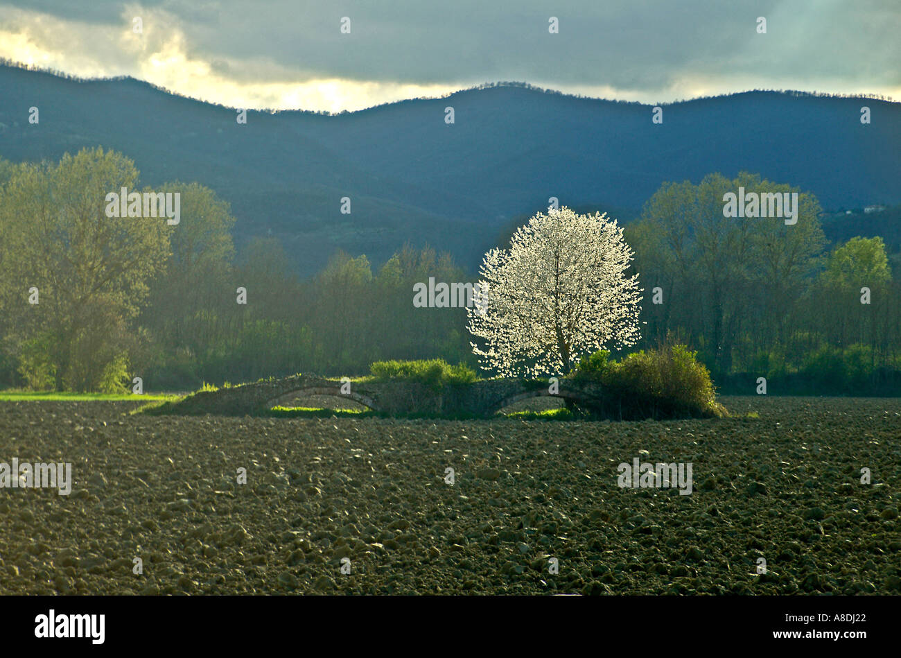 Eine spektakuläre Blüte Baum Fänge Abendlicht neben einer alten römischen Brücke in der Mitte ein brachliegendes Feld Stockfoto