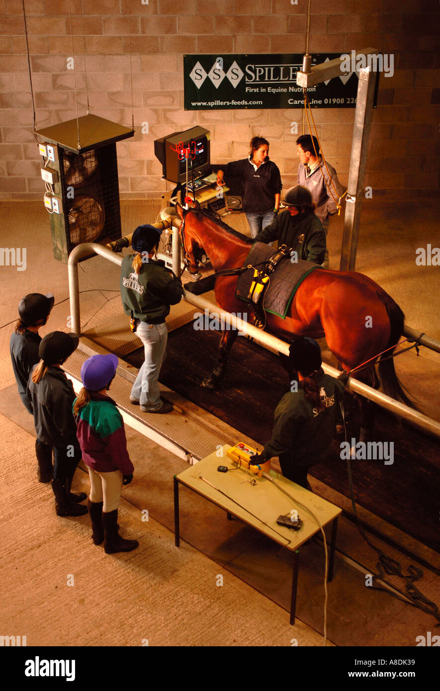EIN RENNPFERD IST AUF EINEM LAUFBAND MIT VIDEO-ENDOSKOPIE GERÄTE ZU UNTERSUCHEN, ATEMPROBLEME BEIM HARTPURY COLLEGE GL GEPRÜFT. Stockfoto