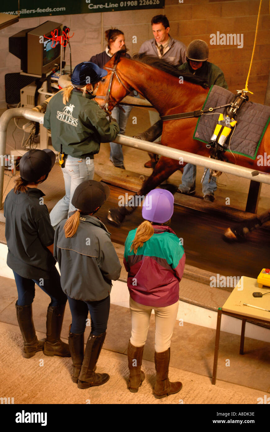 EIN RENNPFERD IST AUF EINEM LAUFBAND MIT VIDEO-ENDOSKOPIE GERÄTE ZU UNTERSUCHEN, ATEMPROBLEME BEIM HARTPURY COLLEGE GL GEPRÜFT. Stockfoto