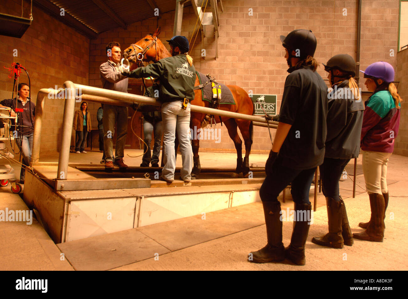 EIN RENNPFERD IST AUF EINEM LAUFBAND MIT VIDEO-ENDOSKOPIE GERÄTE ZU UNTERSUCHEN, ATEMPROBLEME BEIM HARTPURY COLLEGE GL GEPRÜFT. Stockfoto