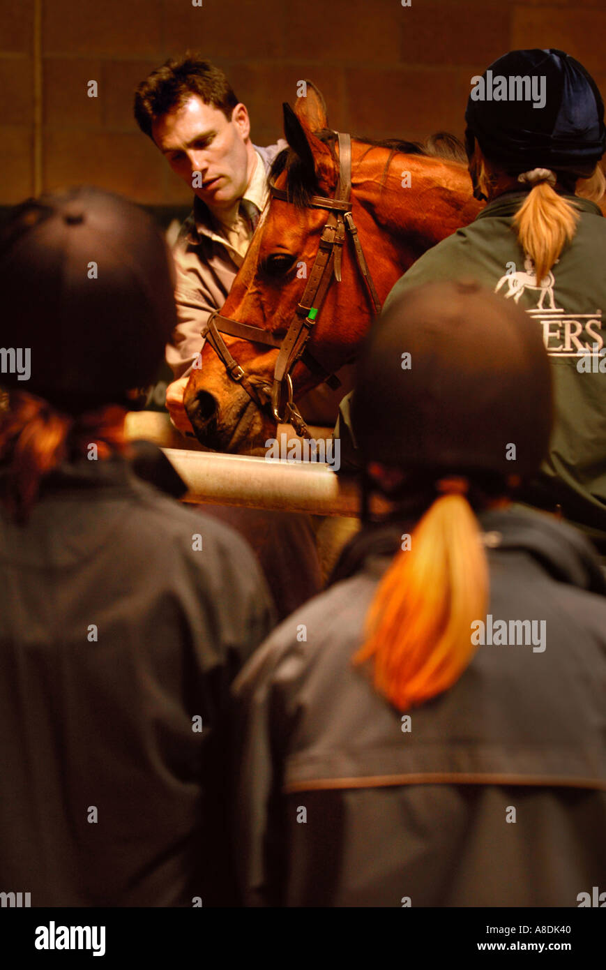 EIN RENNPFERD IST AUF EINEM LAUFBAND MIT VIDEO-ENDOSKOPIE GERÄTE ZU UNTERSUCHEN, ATEMPROBLEME BEIM HARTPURY COLLEGE GL GEPRÜFT. Stockfoto