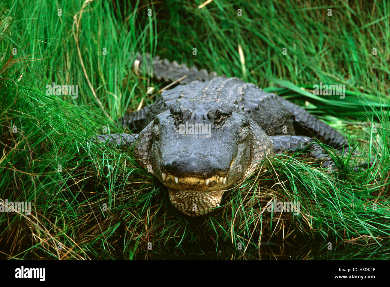 American Alligator Alligator mississippiensis, Erwachsene in Gräsern, Texas, USA Stockfoto
