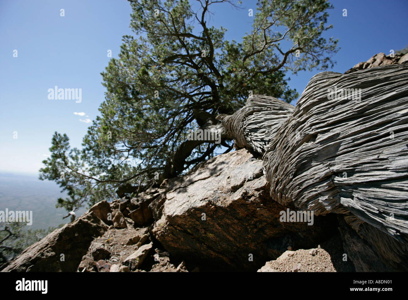eine alte verdreht und verwitterten Kiefer auf einem Berg in Arizona Stockfoto