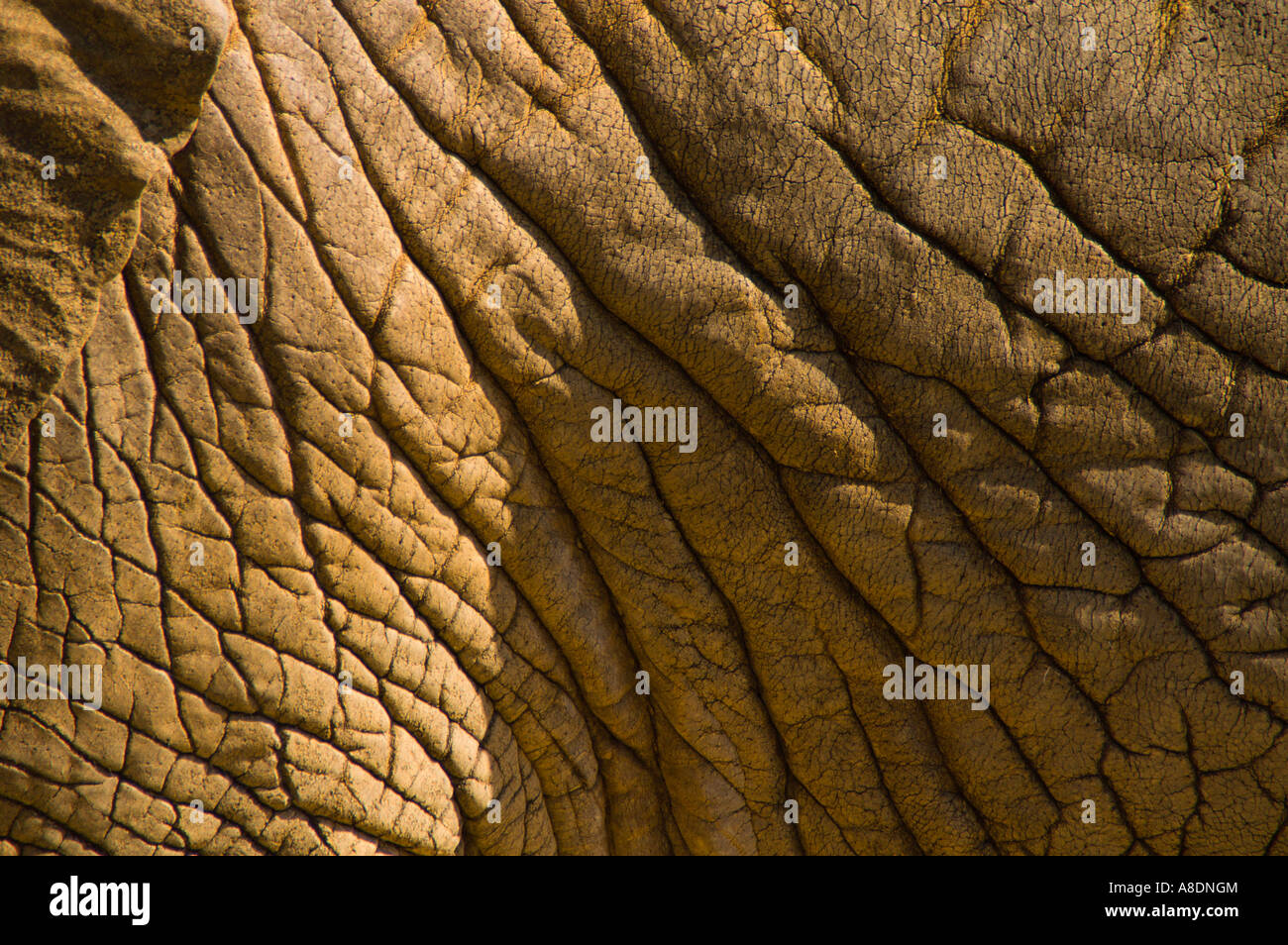 Barcelona Zoo Elefanten hautnah detail Stockfoto