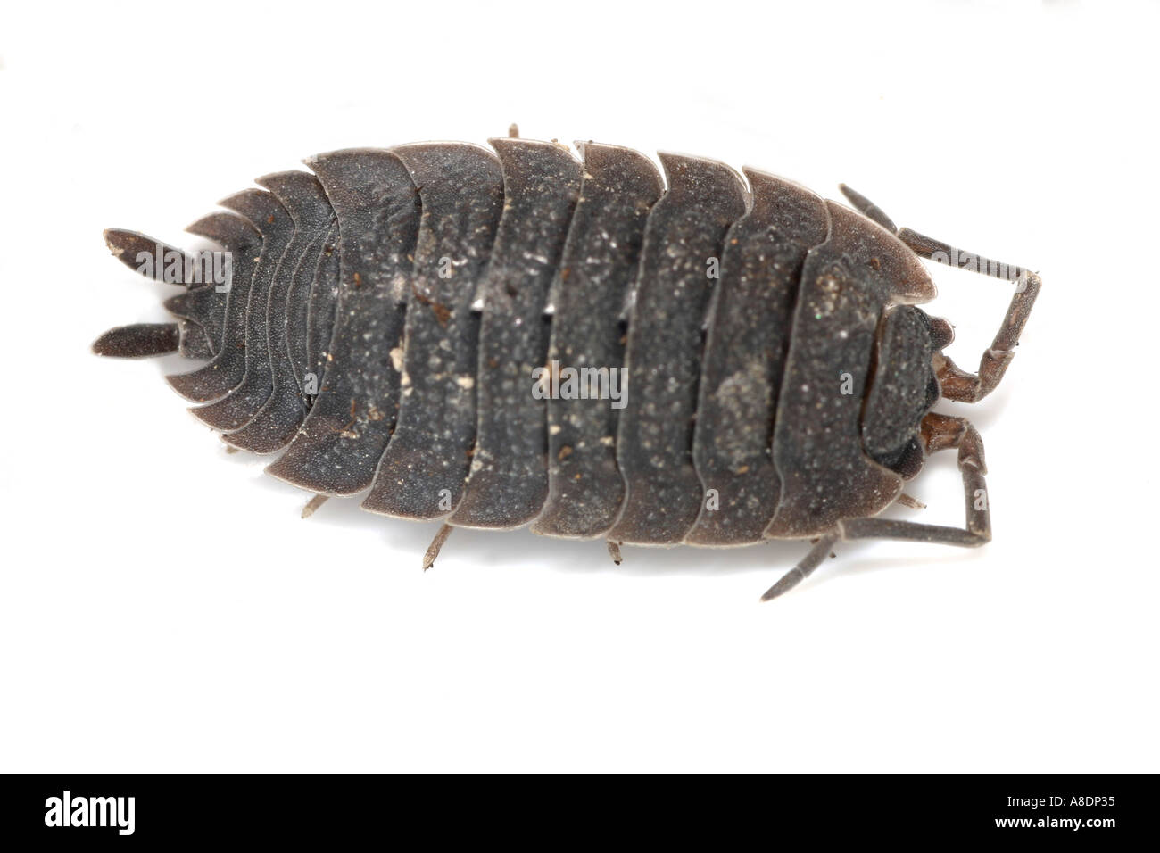 Gemeinsamen grobe Assel, Porcellio Scaber, auf weißem Hintergrund Stockfoto