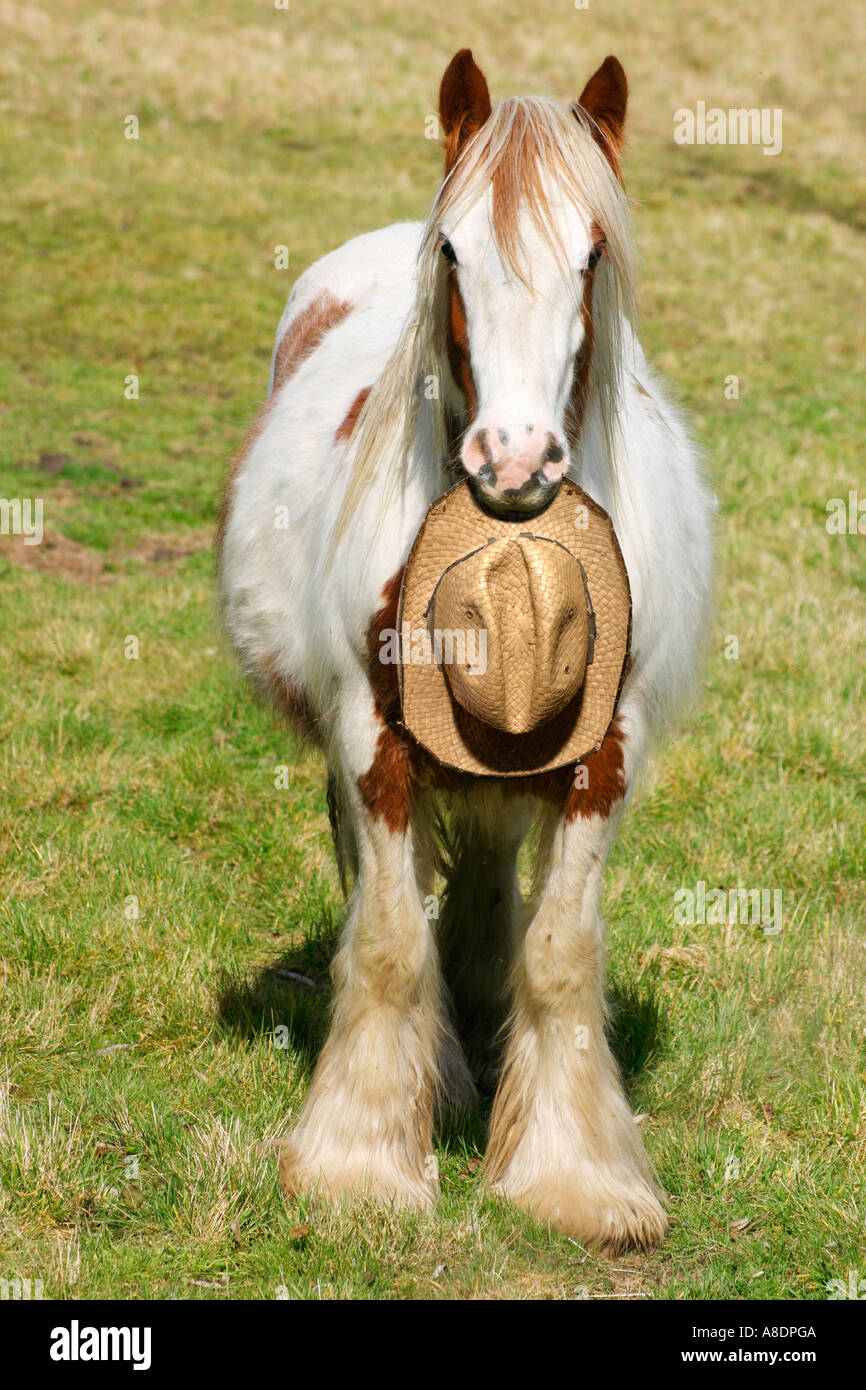 Cowboy-Hut-pony Stockfoto