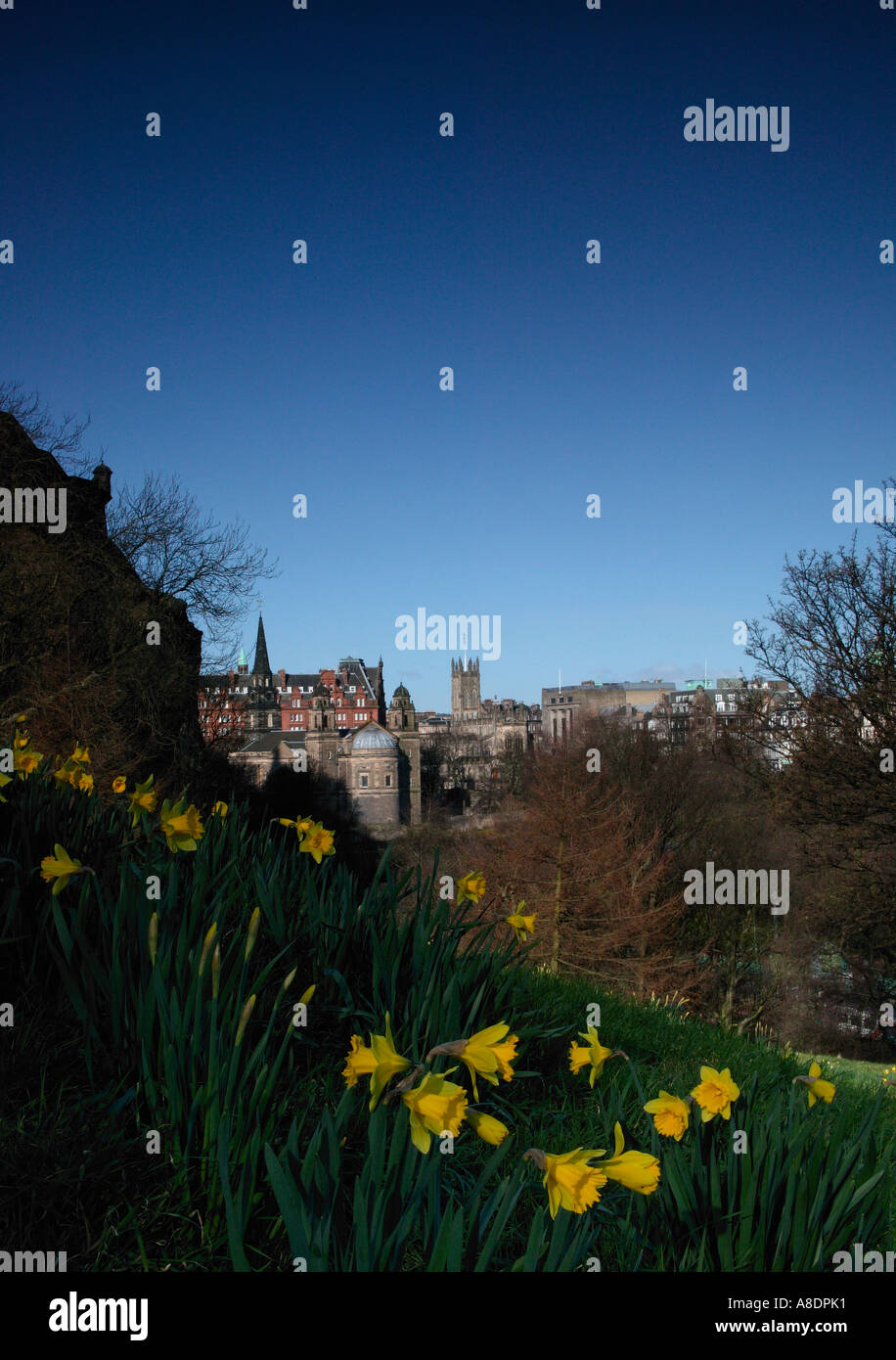 West End Schottland mit Feder Narzissen im Vordergrund Stockfoto West End Schottland mit Feder Narzissen im Vordergrund Stockfoto