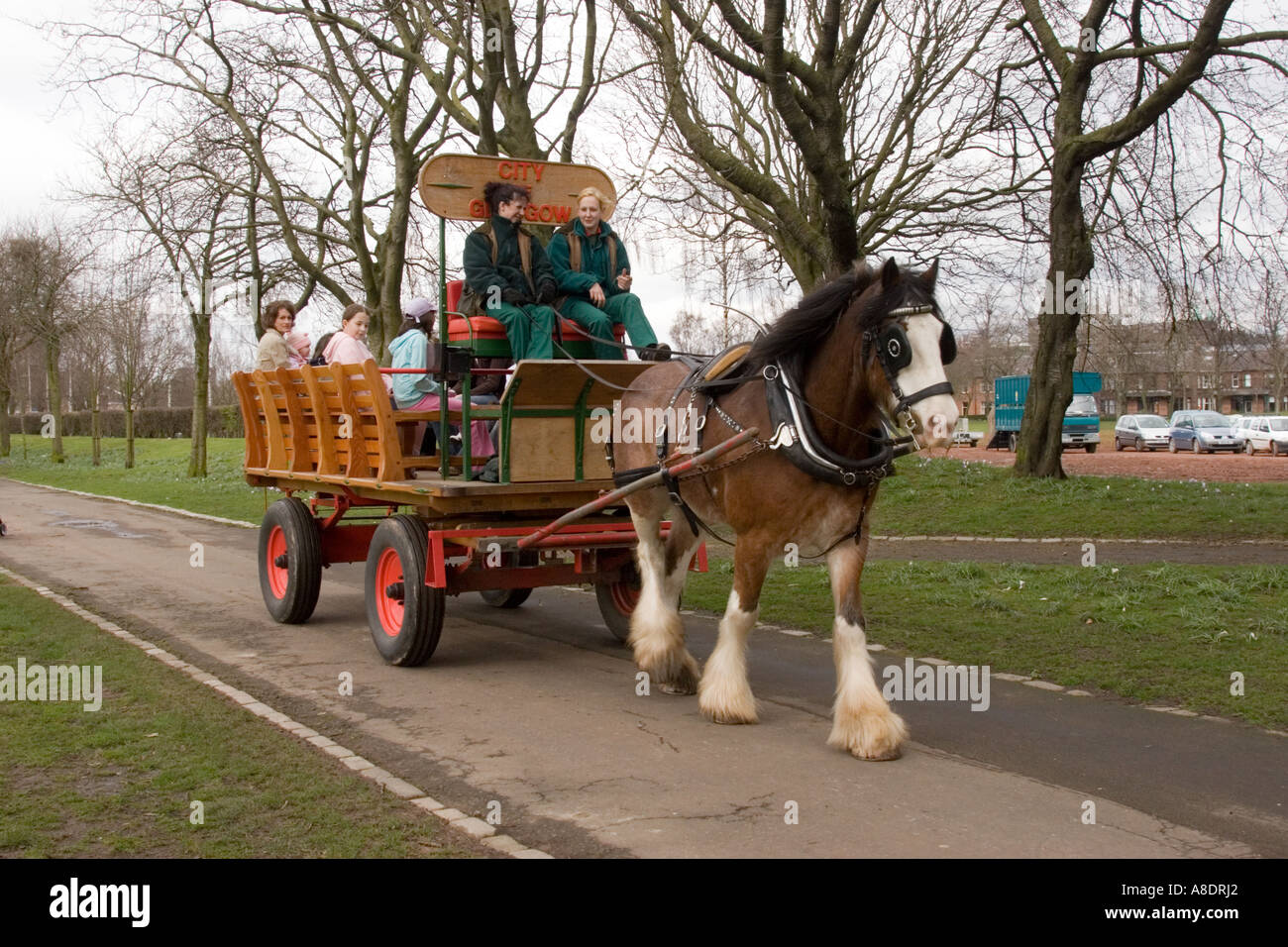 Clydesdale-Pferde ziehen Karren-Dray im Park Glasgow Schottland Stockfoto