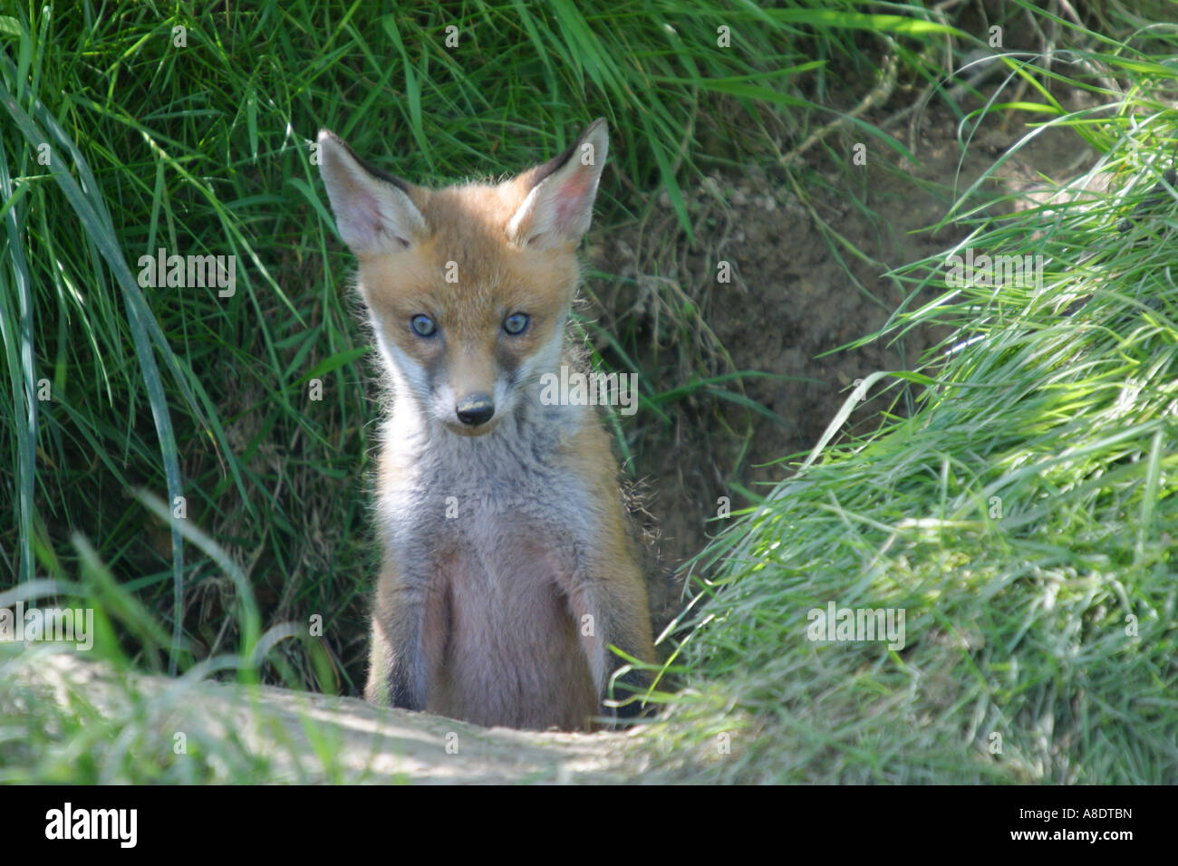 Fox cub Stockfoto
