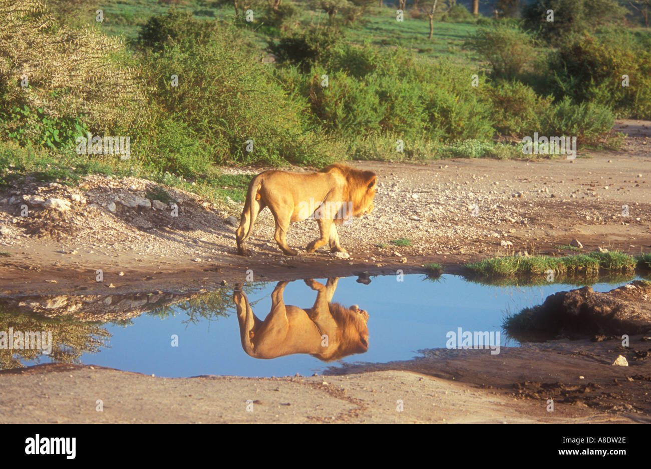 Löwe (Panthera leo) Reflexion im Wasser Stockfoto