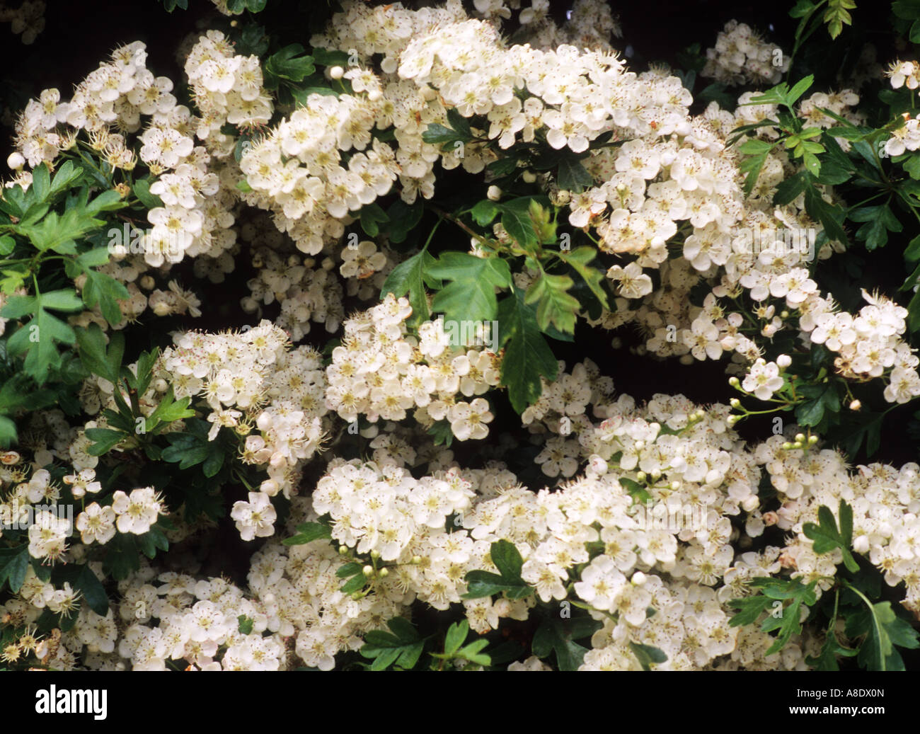 Crataegus Monogyna gemeinsame Weißdorn Stockfoto