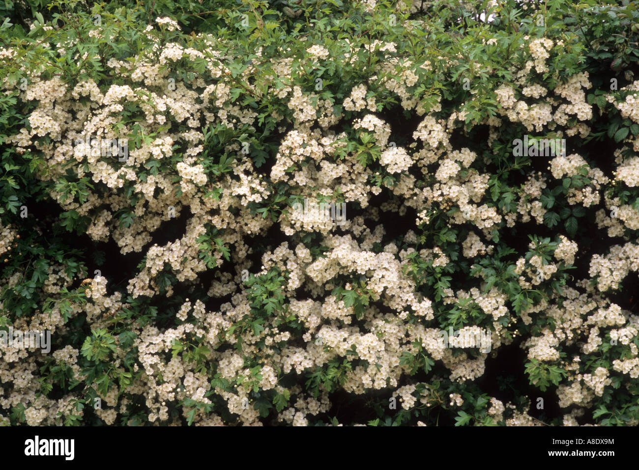 Hedge Weißdorn Crataegus mongyna, Garten Pflanzen, Sträucher, Hecken Stockfoto