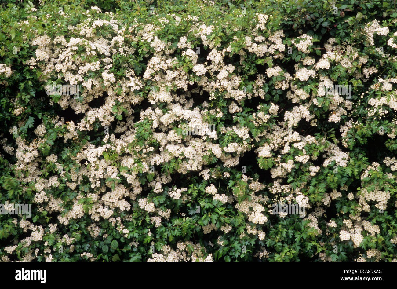 Hedge Weißdorn Crataegus mongyna, Garten Pflanzen, Sträucher, Hecken Stockfoto