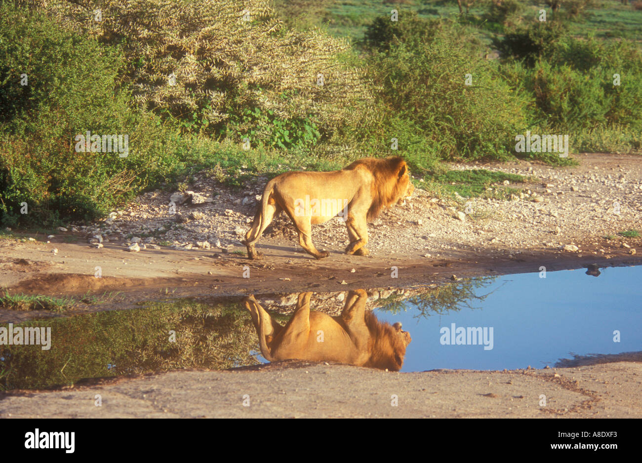 Großen gemähnten Löwe (Panthera leo) mit Reflexion in der Nähe von Lake Ndutu in Tansania Stockfoto