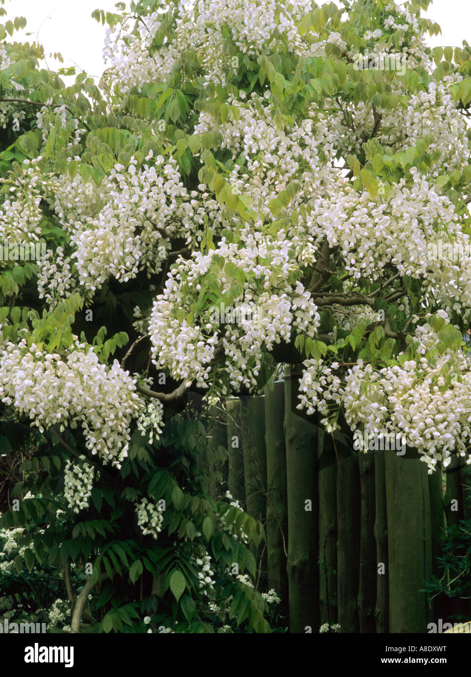 Pergola With White Wisteria Stockfotos und -bilder Kaufen - Alamy