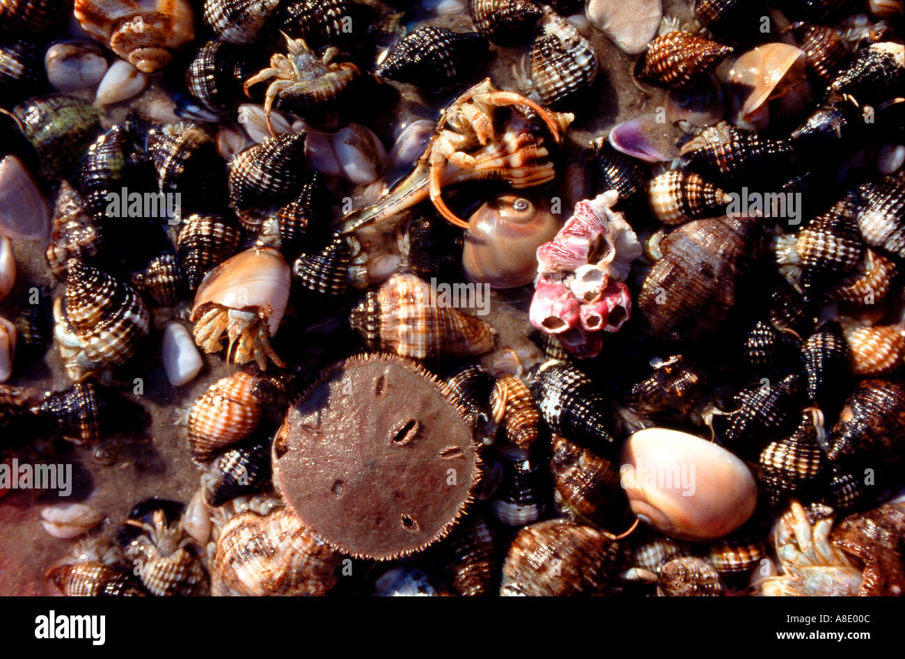 Muscheln und Sanddollar am Strand Stockfoto