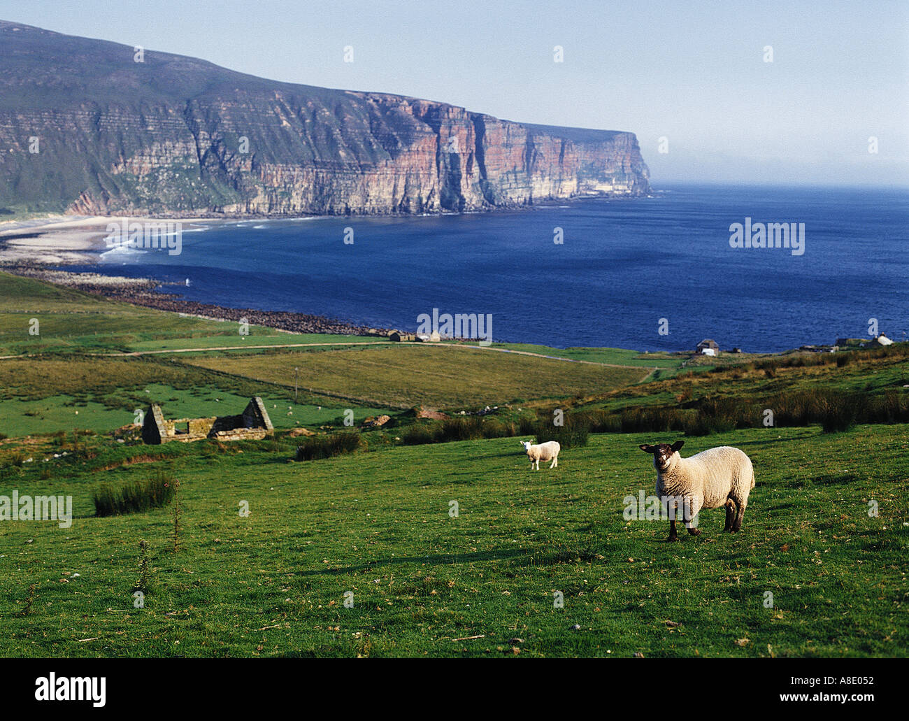 dh Rackwick Bay Schottland HOY ORKNEY Schafe Herde Küsten Klippen Craig Tor Lamm Tiere Farm ländlichen Hügel Landwirtschaft Stockfoto