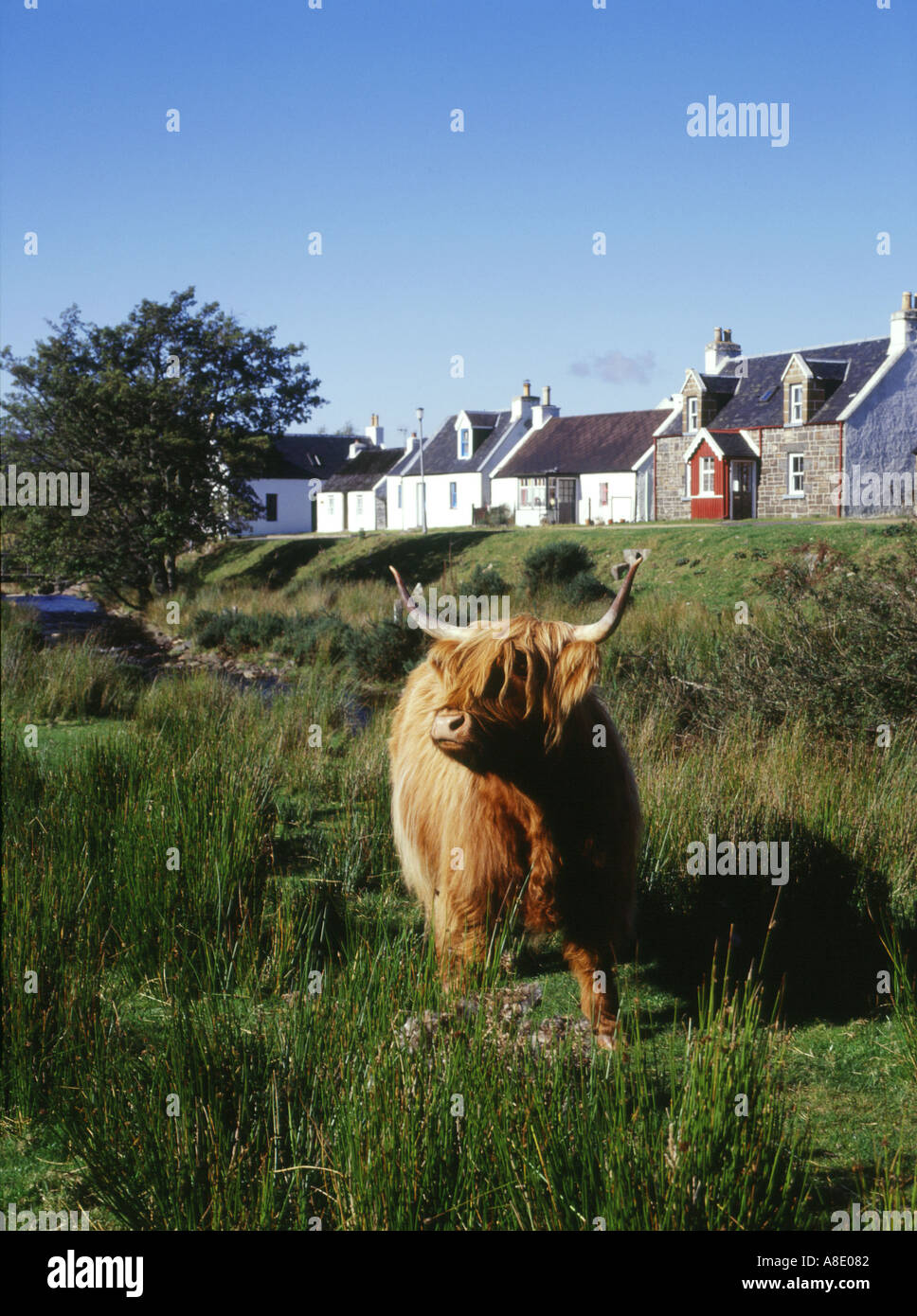 dh DUIRINISH ROSS CROMARTY Highland beherbergt Kuhreihe von Hütten Im Dorf ländlichen schottland Kühe großbritannien Stockfoto