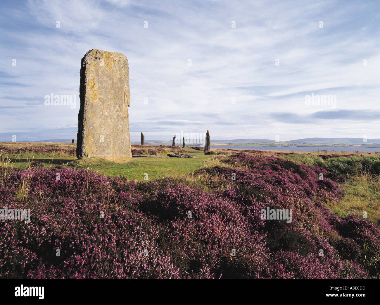 dh RING VON BRODGAR ORKNEY Heather und Standing Stones schottland Stockfoto