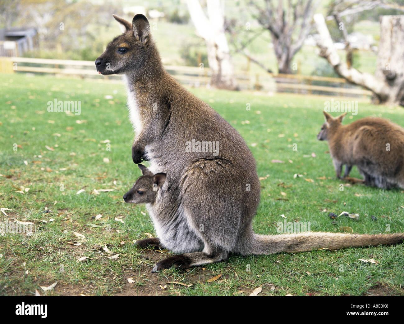 Wallaby mit Baby im Beutel Australien Stockfotografie Alamy