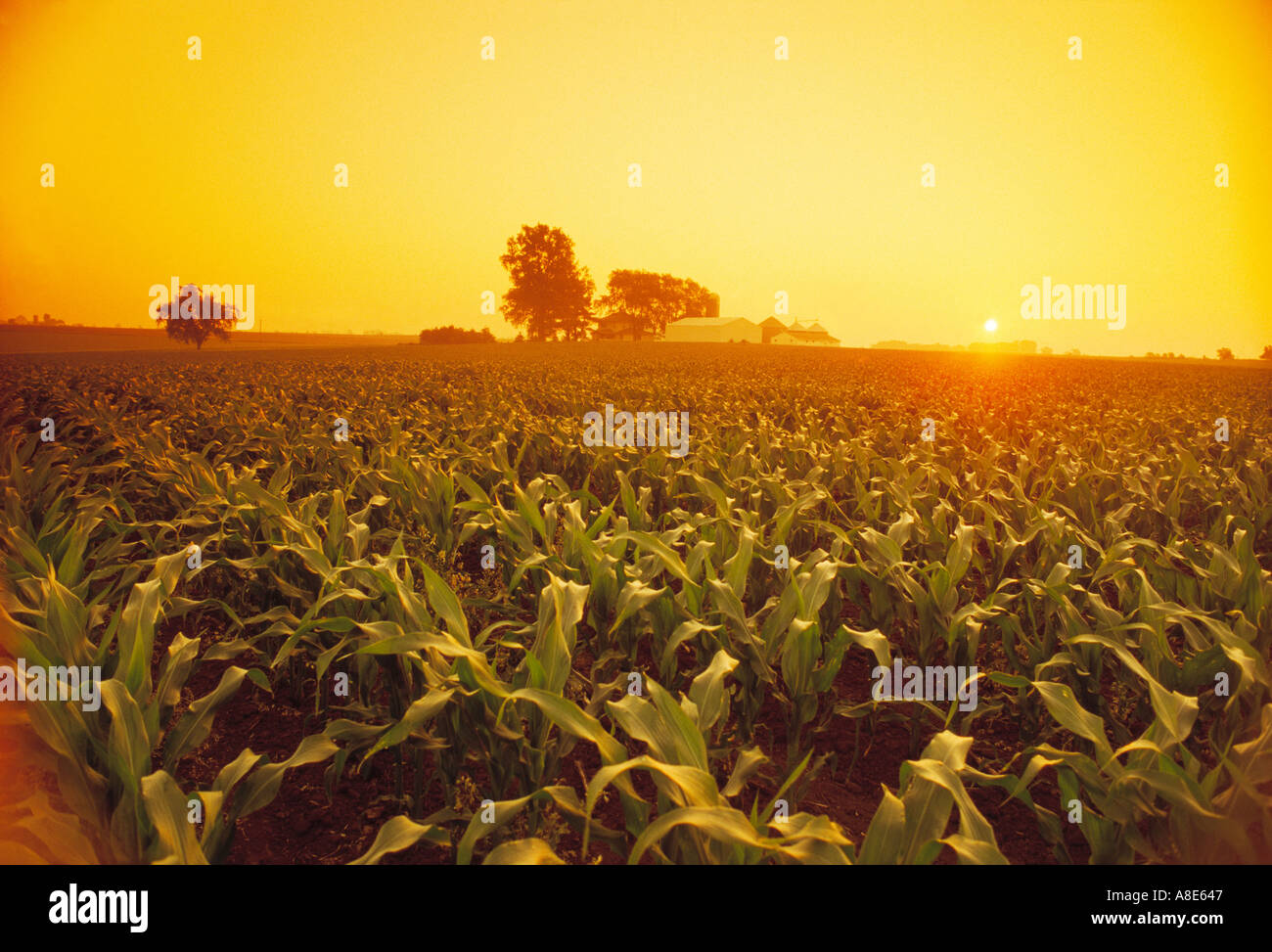 Mitte Wachstum Pre Quaste Bühne konventionelle Bodenbearbeitung Mais Getreidefeld bei Sonnenuntergang mit einem Bauernhof in der Ferne / Iowa, USA. Stockfoto