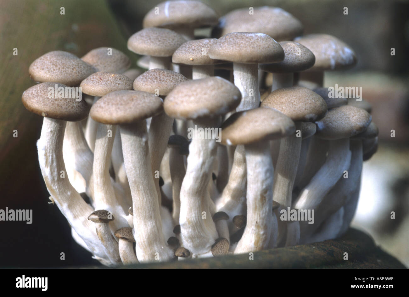 HON SHIMEJI PILZE Stockfoto