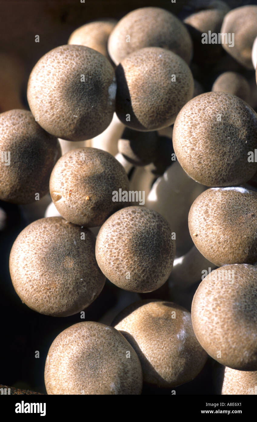 HON SHIMEJI PILZE Stockfoto