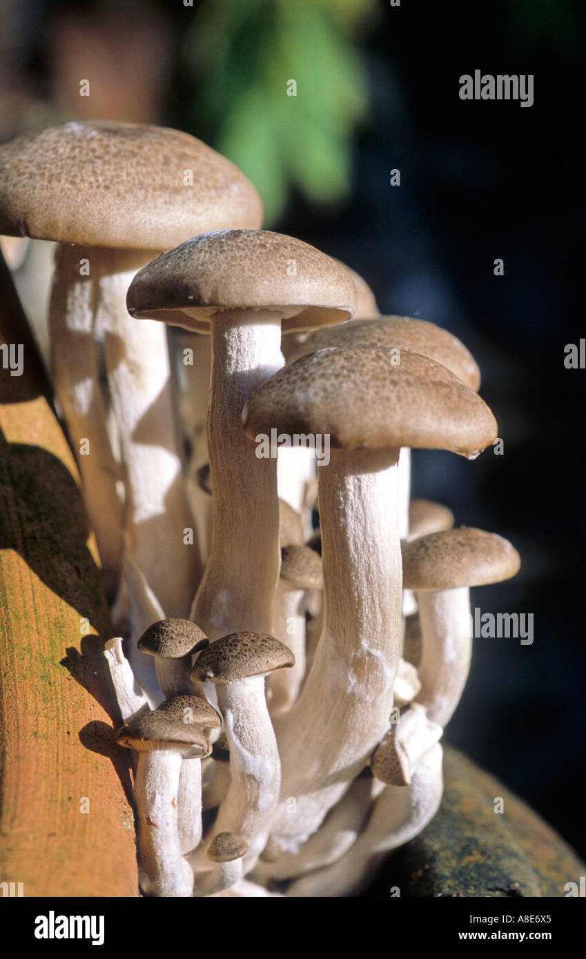 HON SHIMEJI PILZE Stockfoto