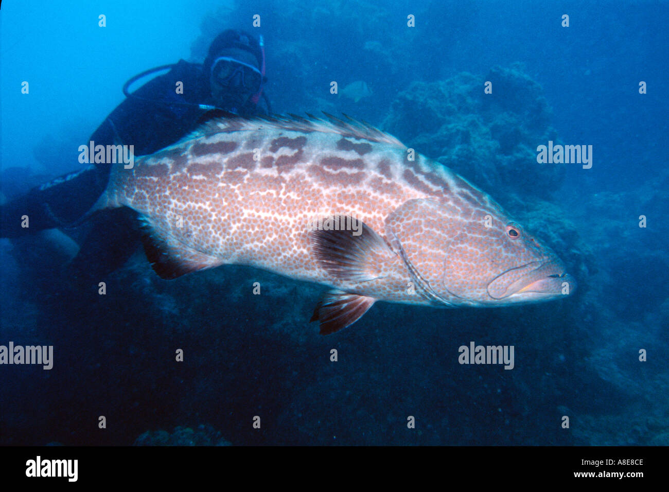 Schwarze Zackenbarsch Mycteroperca Bonaci Abrolhos National Marine Sanctuary Brasilien S Atlantic Stockfoto