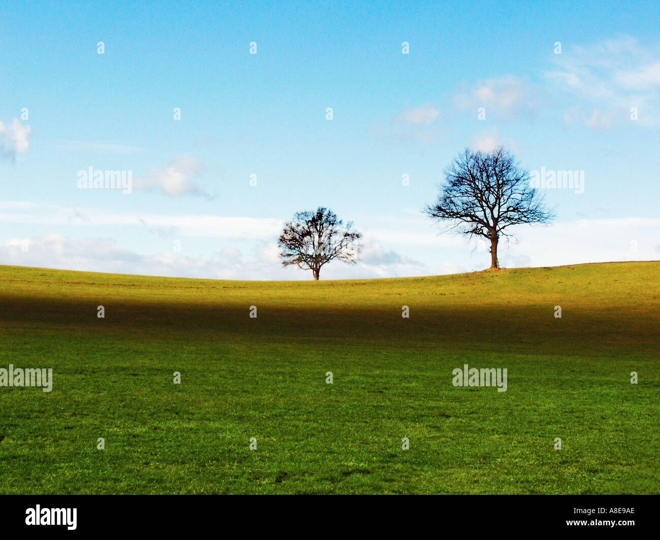 Bäume am Horizont Stockfoto
