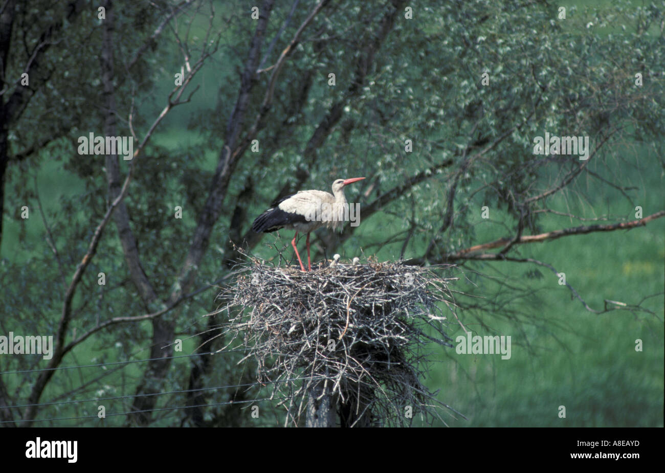 Weißstorch Ciconia Ciconia im Nest auf Telegrafenmast Polen Stockfoto