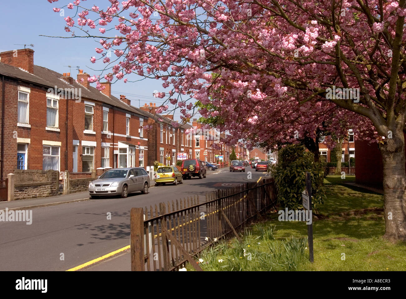 UK Cheshire Stockport Hazel Grove Chapel Street Bäume in Blüte Stockfoto